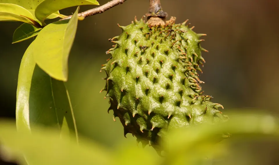 manfaat buah sirsak untuk ibu hamil