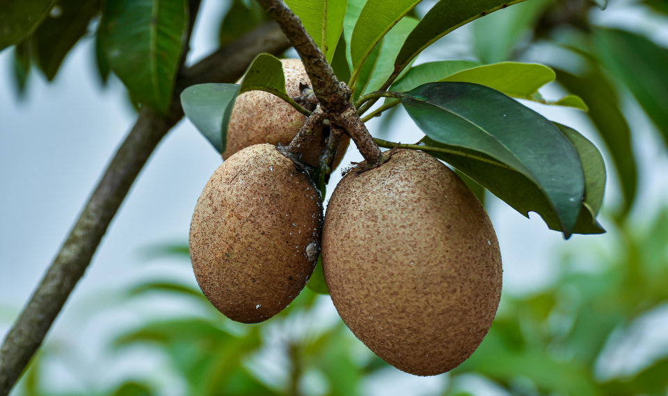 Apakah Buah Sawo Banyak Mengandung Gula