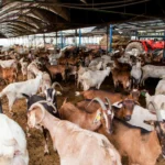 Kriteria Hewan Kurban dan Alasannya