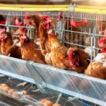 distributor alat ternak ayam