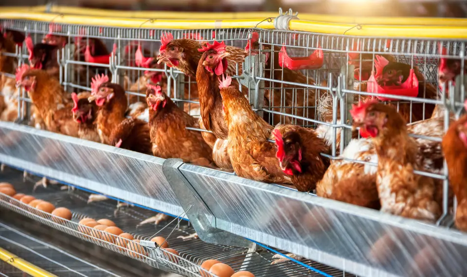 distributor alat ternak ayam